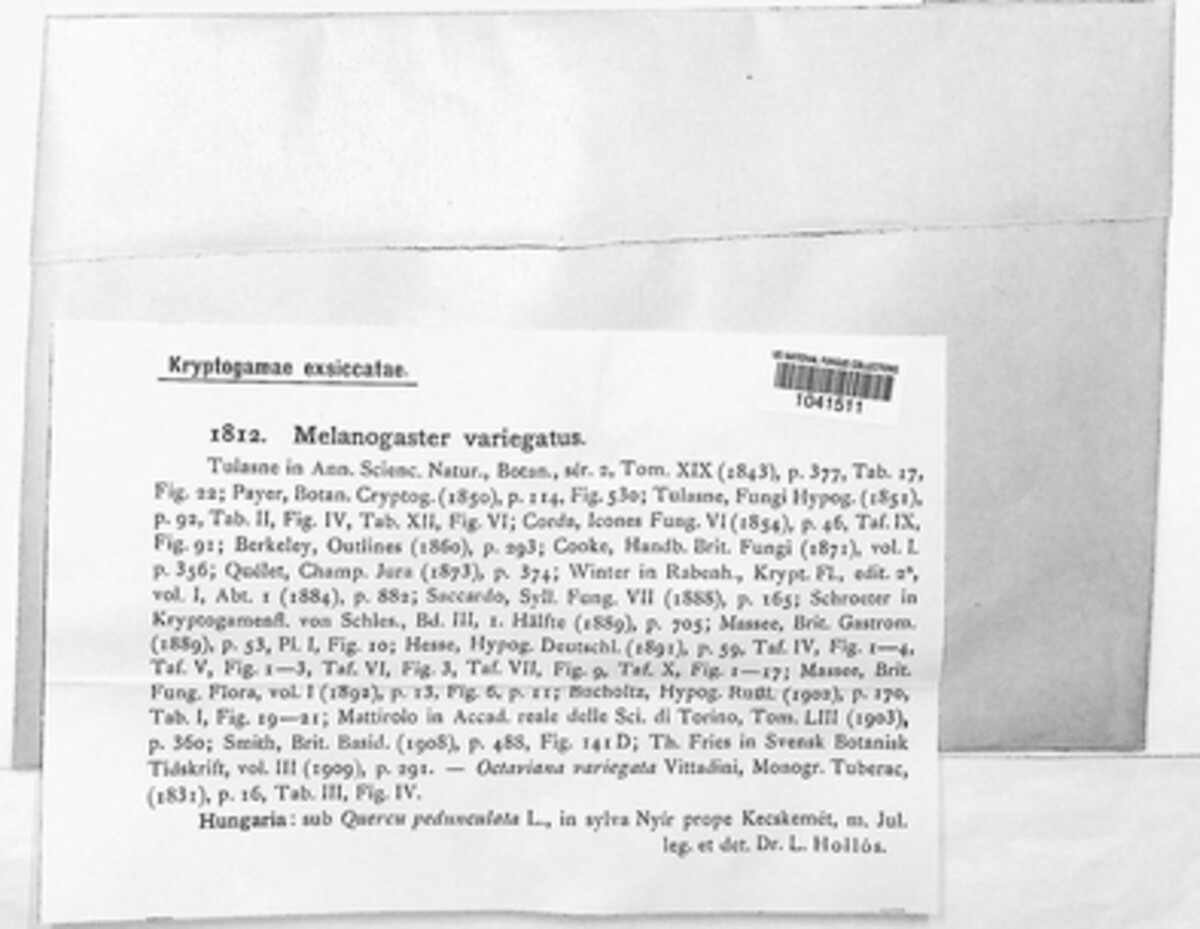 Melanogaster variegatus image